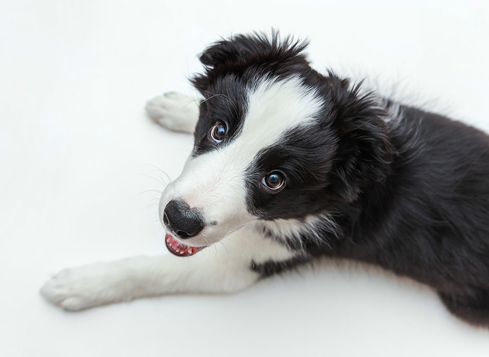 image of cute puppy looking up at the camera