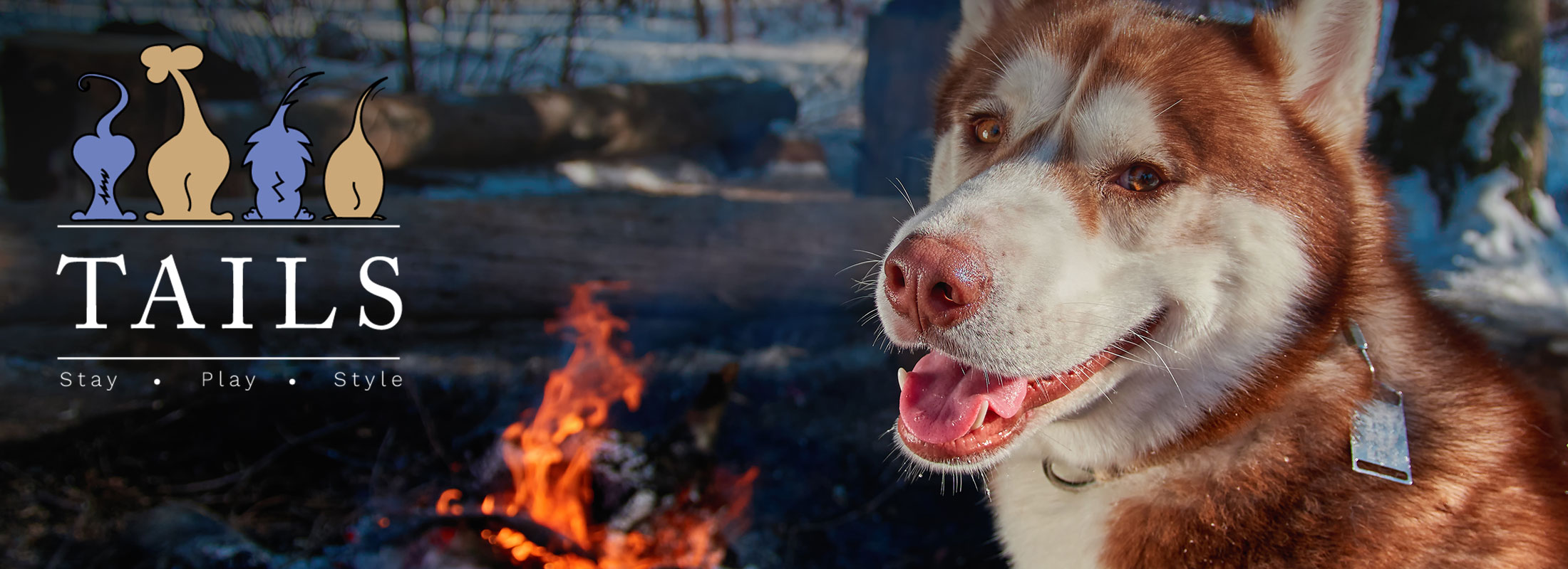image of dog next to campfire