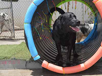 image of labrador playing at daycare