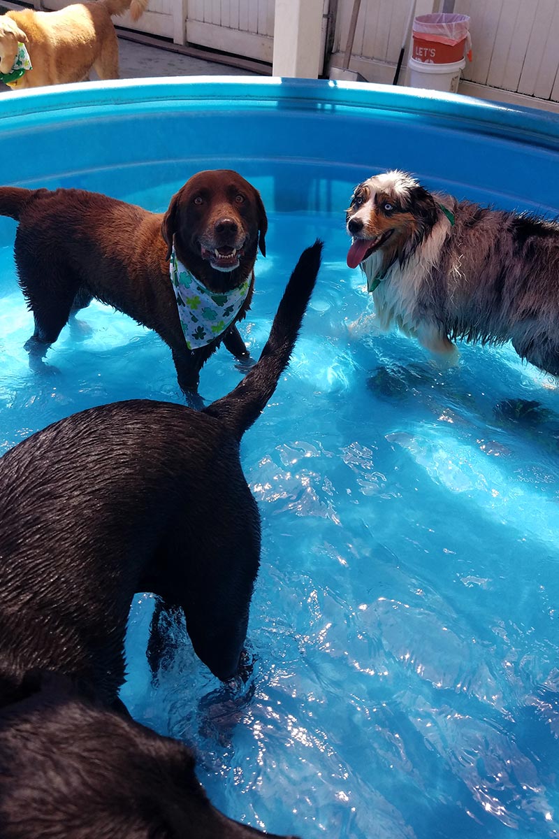 image of dogs playing in pool